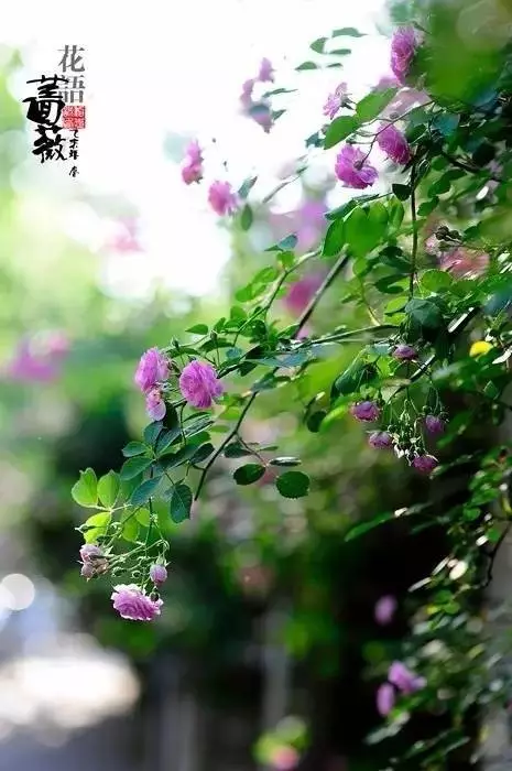 现代短诗摘抄简短（10首超短的现代诗）