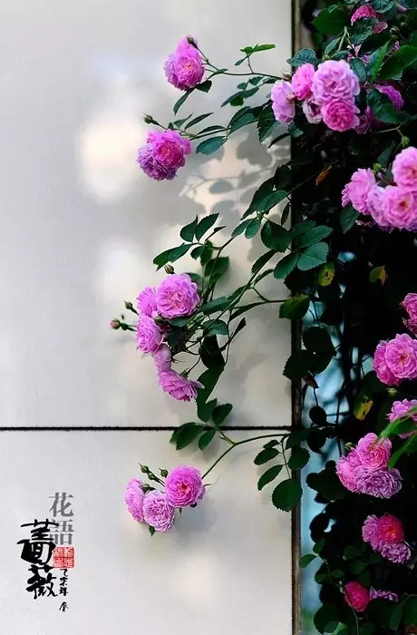 现代短诗摘抄简短（10首超短的现代诗）