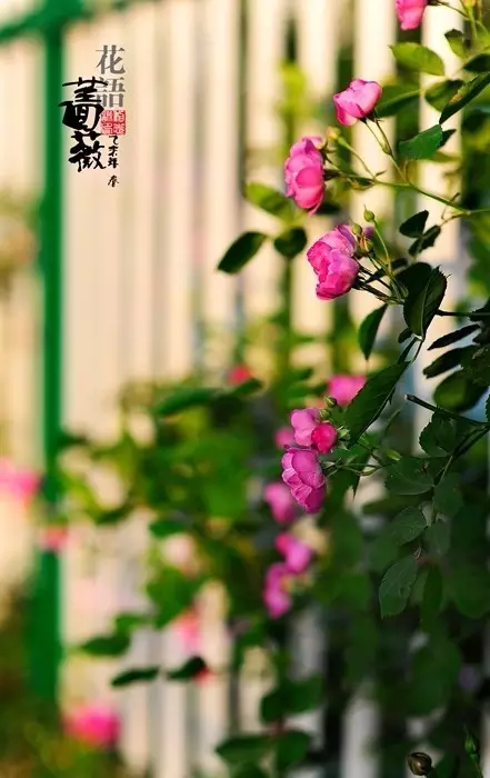 现代短诗摘抄简短（10首超短的现代诗）