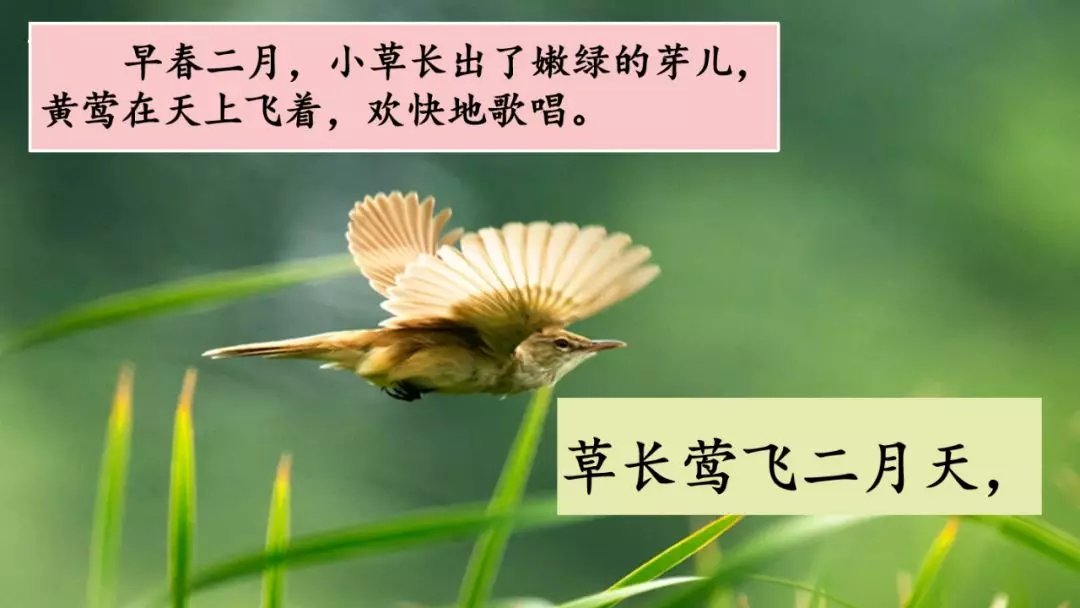 二年级古诗咏柳的意思（分享古诗咏柳全诗及释义）
