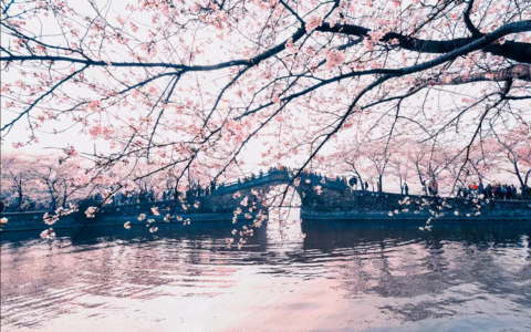 形容女子安静优雅的句子（形容女生可静可动的句子分享）