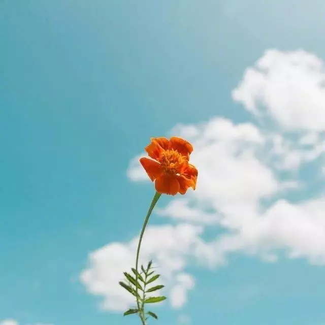 精彩人生的优美句子（活出自己的经典句子）