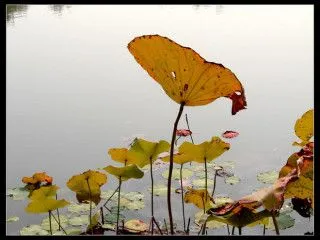 有关职业规划的古诗词（古人是怎么做职业规划的）