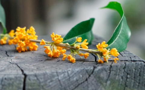 形容桂花香的优美短句（表达桂花香的句子）
