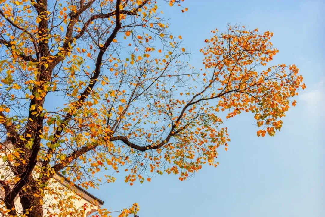 重阳节诗词句大全（重阳节的有关诗句）