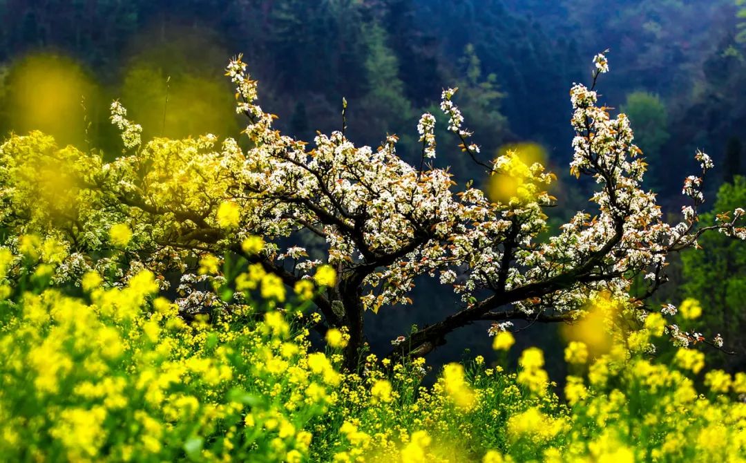 写清明节的诗句古诗（描写清明节的句子佳句）