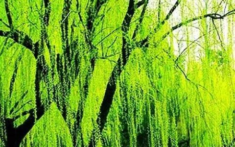 踏青的诗词名句（描写春游踏青的诗句）