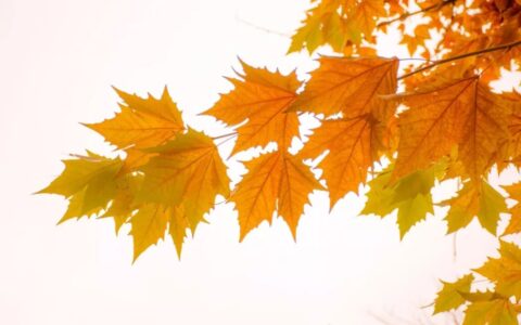 关于立秋的古诗（描写立秋的唯美诗句）