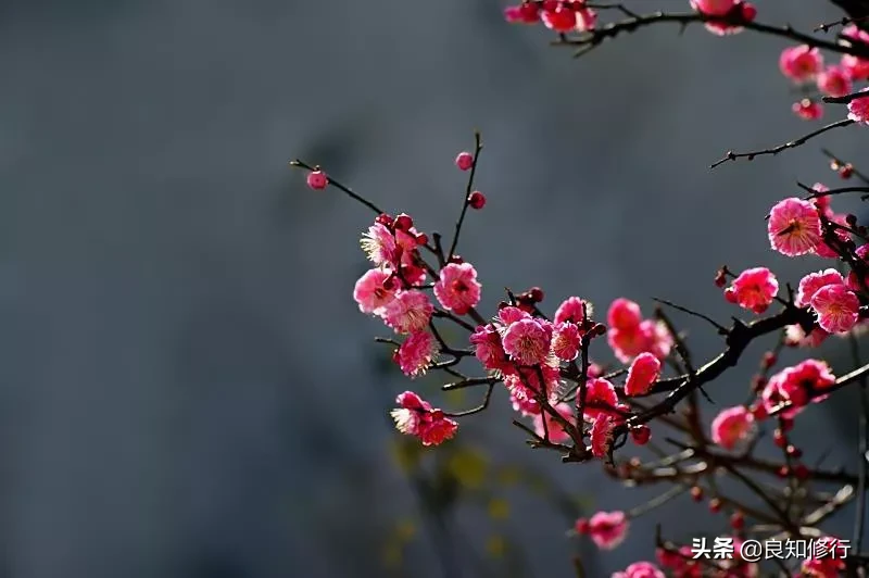 描写梅花的诗句有哪些（赏梅花的优美句子）