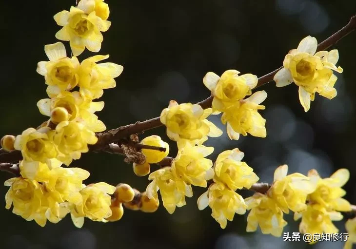 描写梅花的诗句有哪些（赏梅花的优美句子）