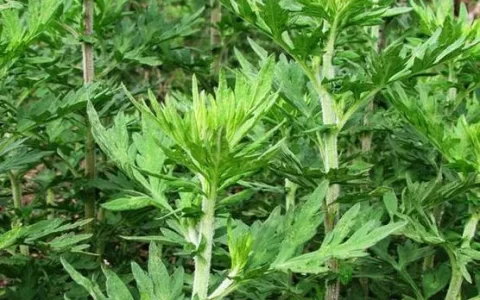 关于端午节的四句诗有哪些（端午节古诗四句）