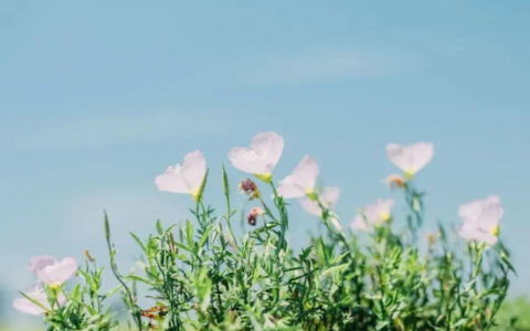 伤感诗歌散文随笔（伤感抒情散文精选）