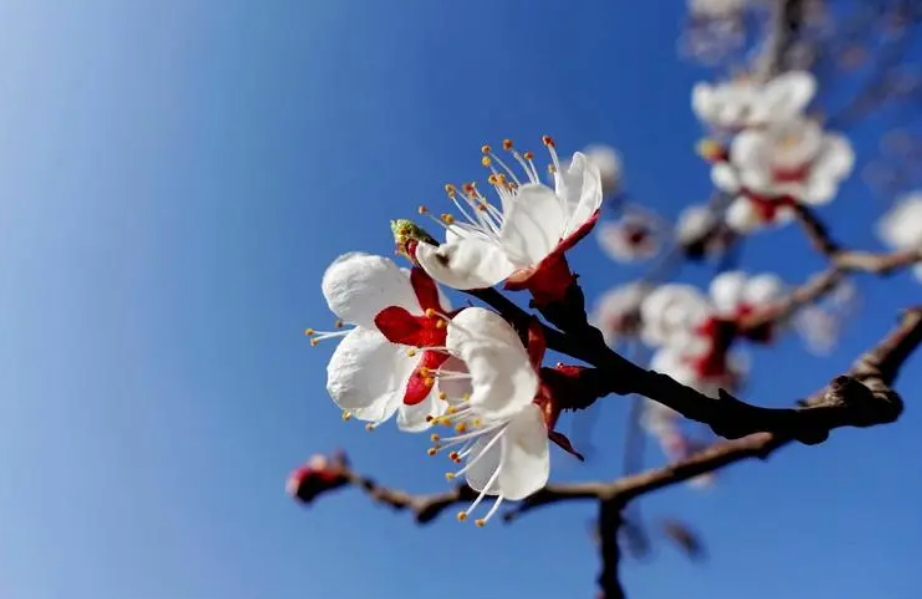 杏花的诗句古诗大全（最经典的杏花诗词）