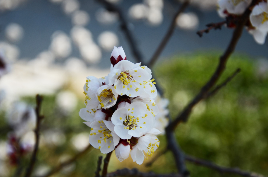 杏花的诗句古诗大全（最经典的杏花诗词）