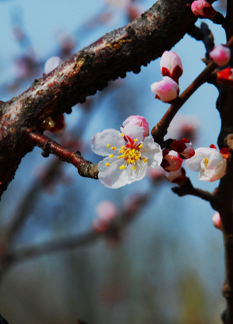 杏花的诗句古诗大全（最经典的杏花诗词）