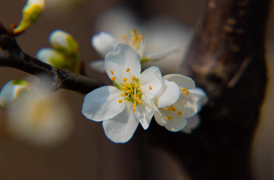 杏花的诗句古诗大全（最经典的杏花诗词）