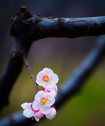 杏花的诗句古诗大全（最经典的杏花诗词）