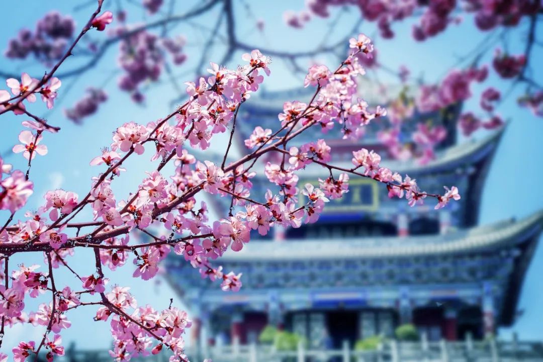 清明节的古诗有哪些（关于清明节的诗句佳句）