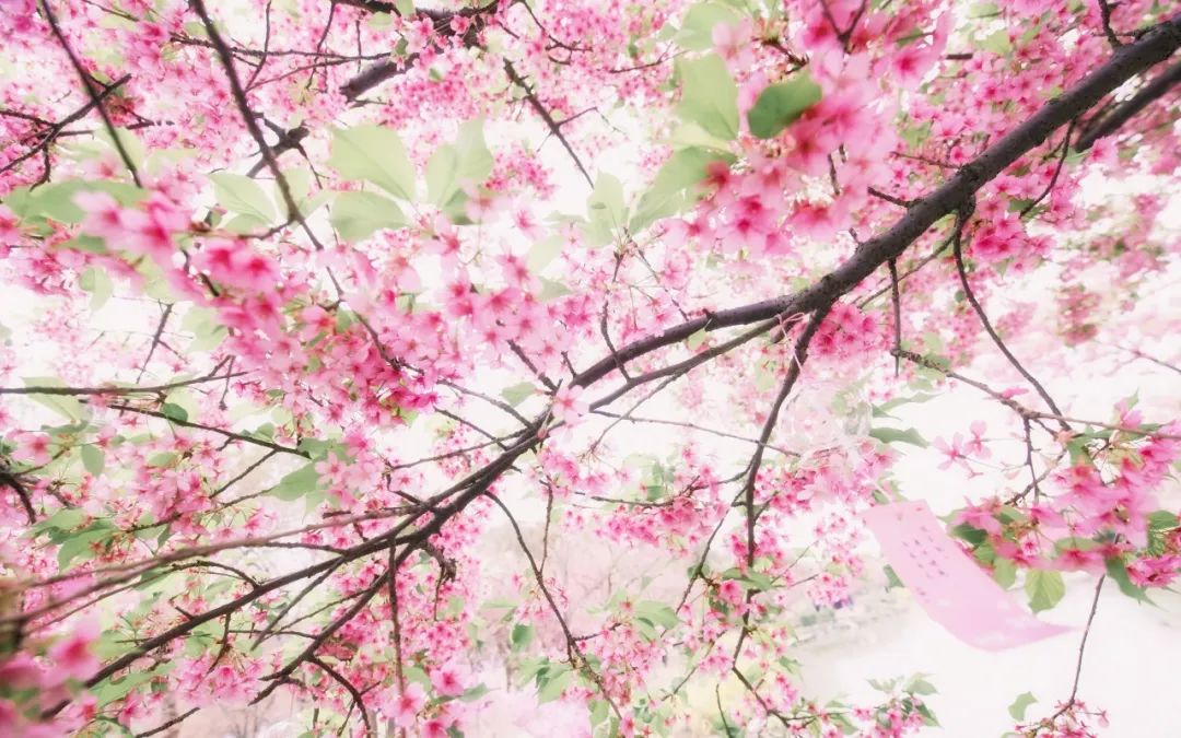 清明节的古诗有哪些（关于清明节的诗句佳句）