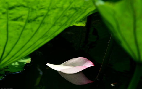 关于立秋的唯美诗句（寓意秋天美好的诗句）