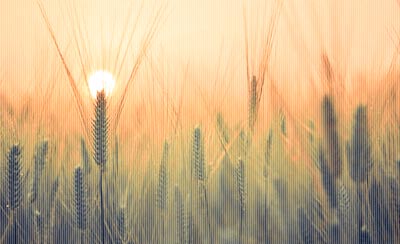 给准备考研的大学生的12条忠告