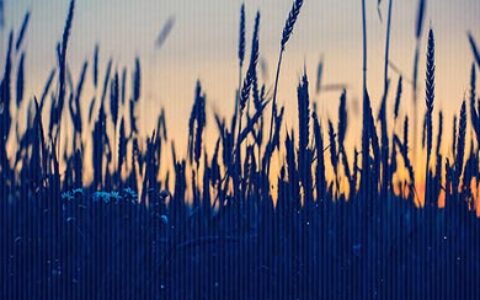 当我们的选择和父母的意见发生冲突