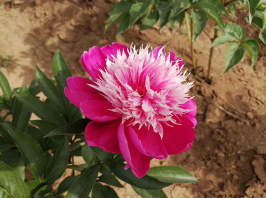 情人节花语短句（情人花的花语及寓意）