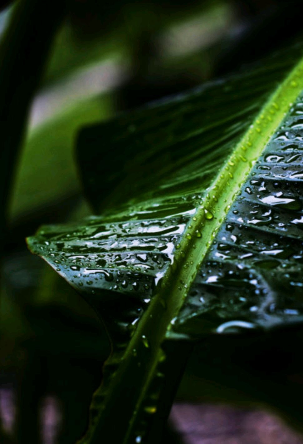 描写秋雨的文章有哪些（描写雨的优美文章）