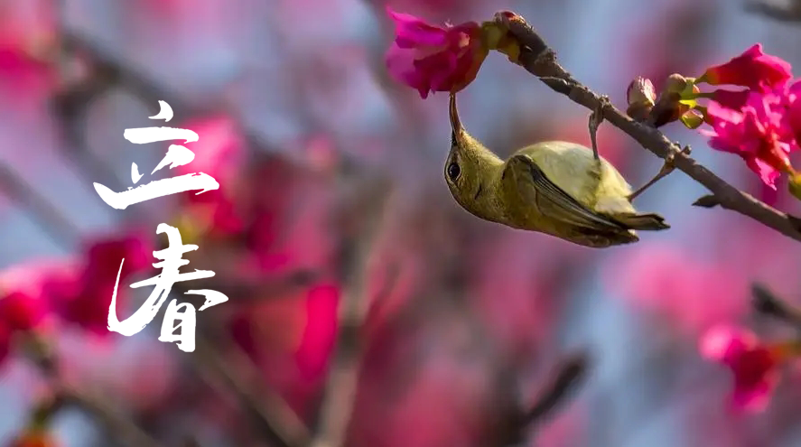 关于立春的古诗句（二十四节气立春诗词）