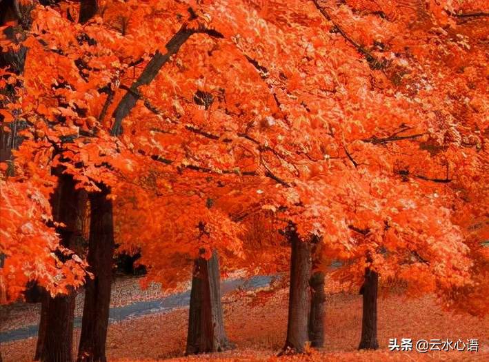 经典短篇散文赏析（散文精选片段）