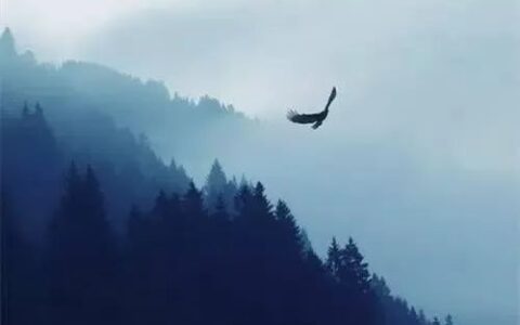 艾青我爱这土地赏析（艾青最短的诗歌）