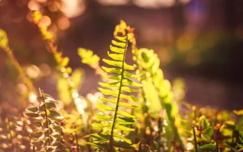 优美短诗摘抄大全（优美短小的诗句赏析）