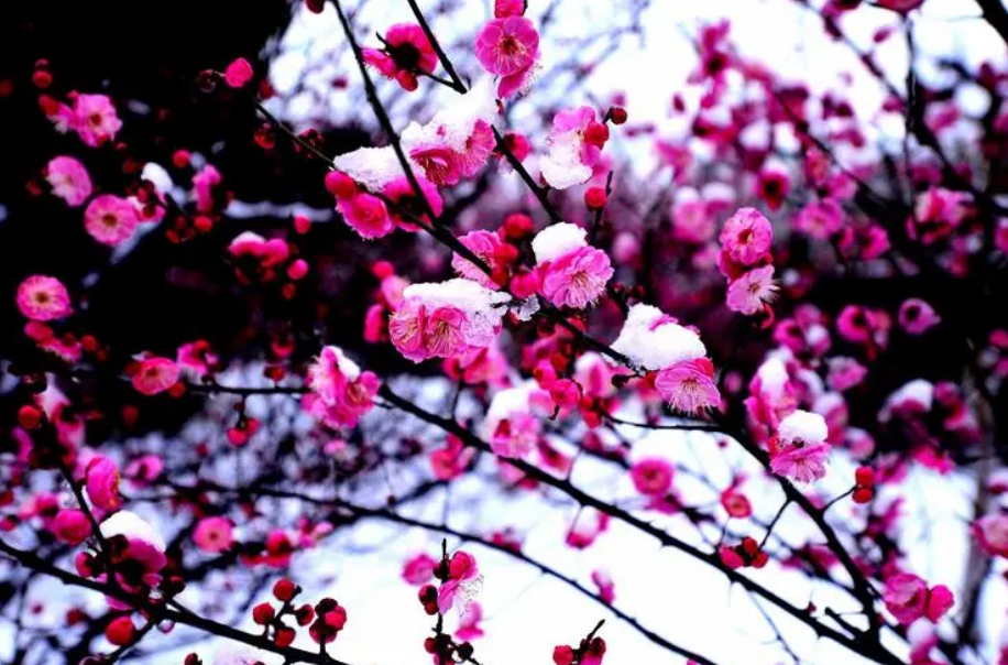 梅花的句子唯美短句（最经典的梅花诗词）