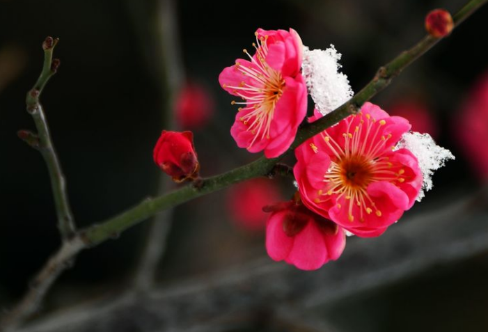 梅花的句子唯美短句（最经典的梅花诗词）