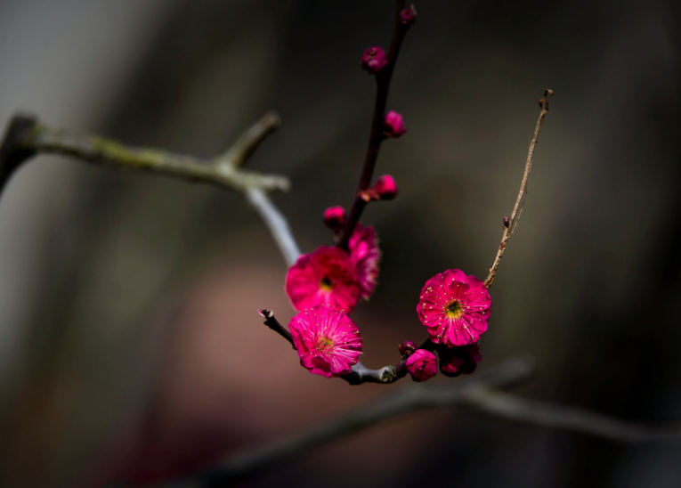梅花的句子唯美短句（最经典的梅花诗词）