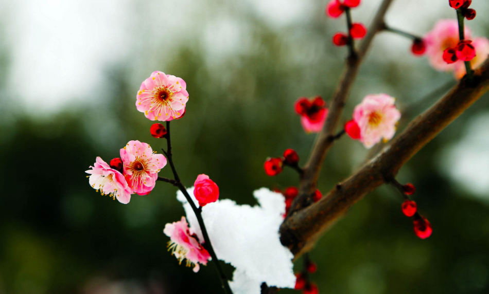 梅花的句子唯美短句（最经典的梅花诗词）