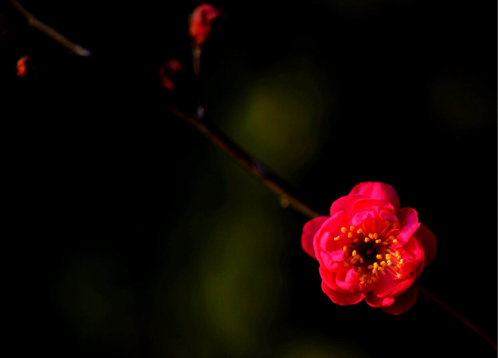 梅花的句子唯美短句（最经典的梅花诗词）