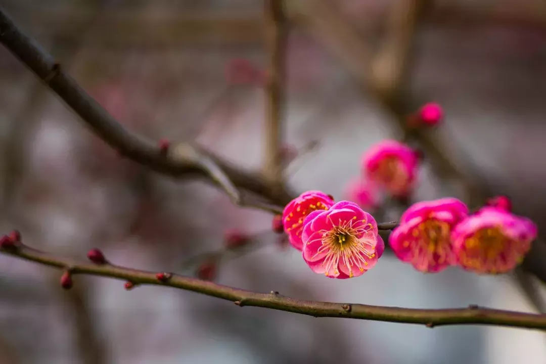 关于梅花的诗句古诗（描写梅花的诗词名句）
