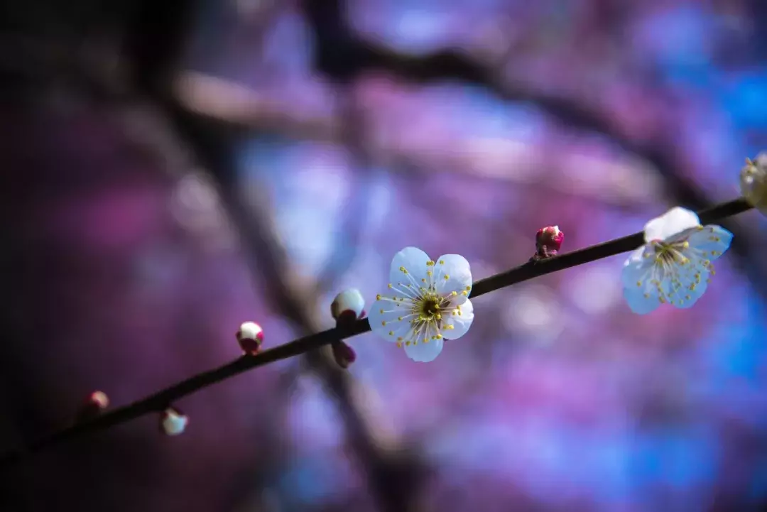 关于梅花的诗句古诗（描写梅花的诗词名句）