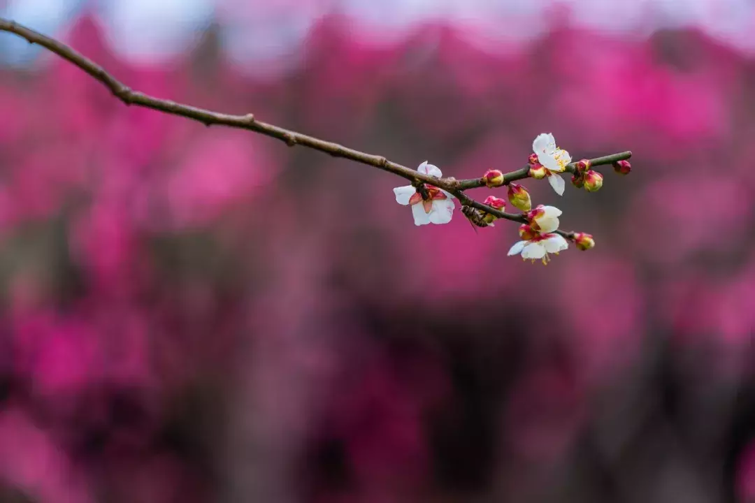 关于梅花的诗句古诗（描写梅花的诗词名句）