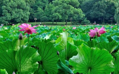 有关西湖的诗句古诗（关于描写西湖的古诗）