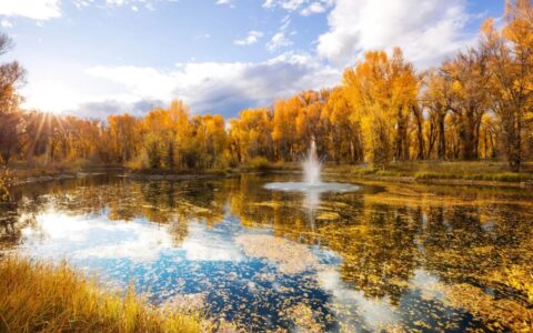 重阳节的诗歌有哪些（描写重阳节的诗歌）