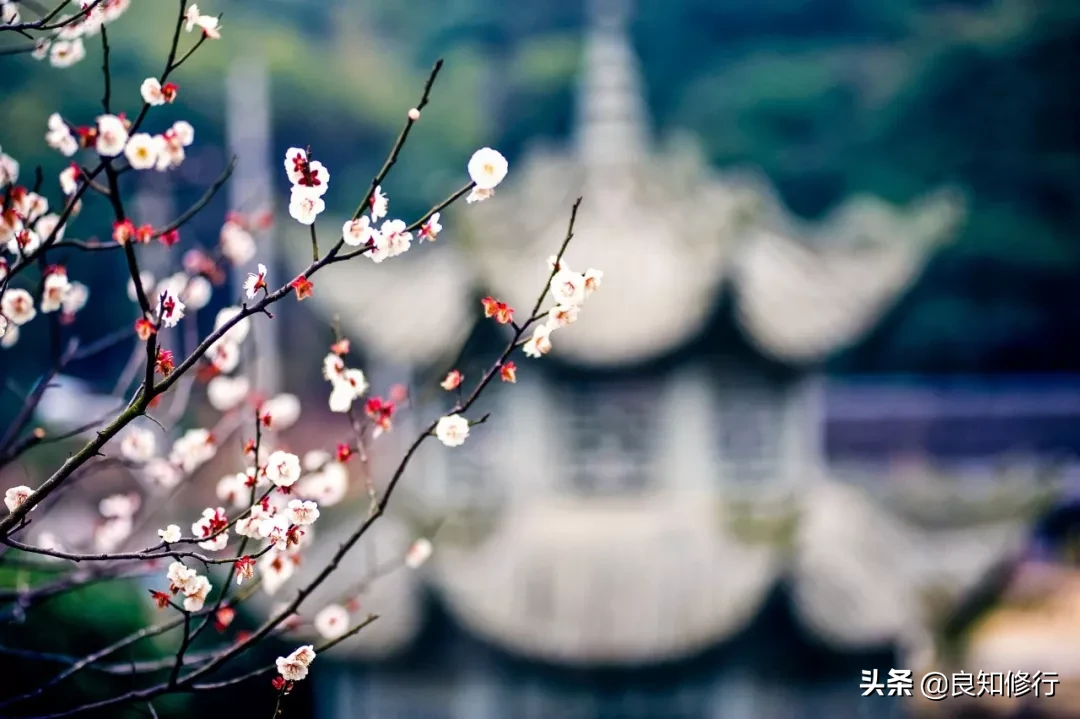 梅花的古诗有哪些（描写梅花的优美句子摘抄）