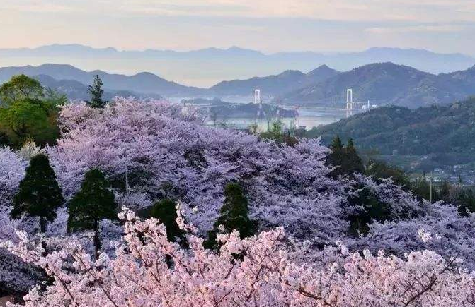 樱花的诗句唯美简短（关于樱花的浪漫诗词）