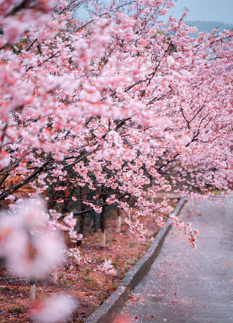 樱花的诗句唯美简短（关于樱花的浪漫诗词）