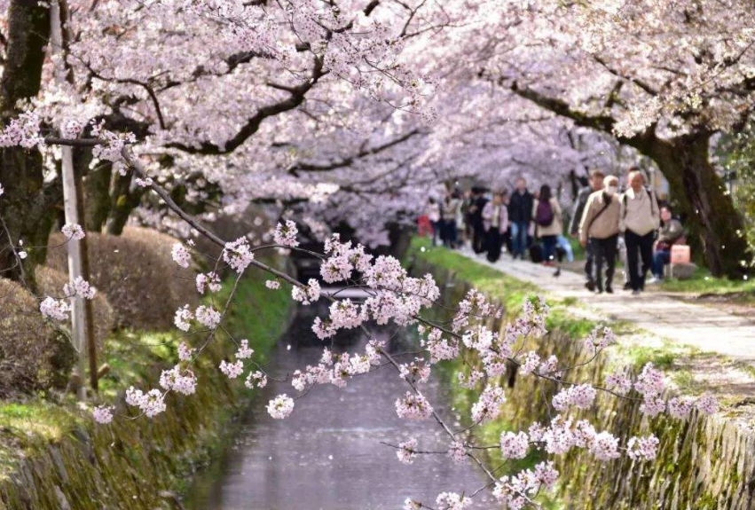 樱花的诗句唯美简短（关于樱花的浪漫诗词）