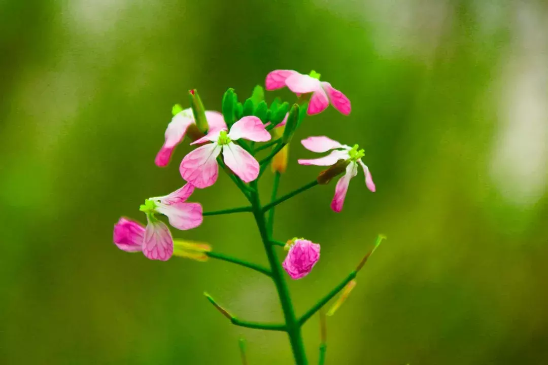 描写母爱的诗歌有哪些（表达母爱歌颂母爱的诗歌）