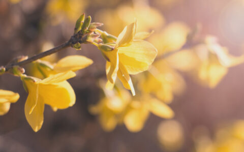描写立春节气的古诗（二十四节气立春诗词）