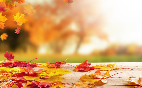 关于描写秋天的诗句（描写秋天的优美诗句子）