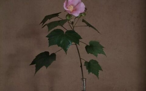 关于爱情的唯美诗句（浪漫到骨子里唯美诗句）